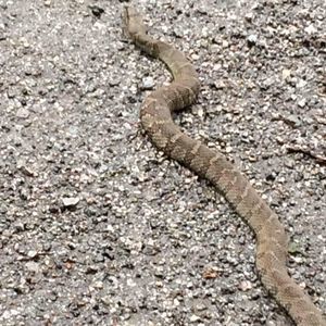 Meet your Posher, Mason